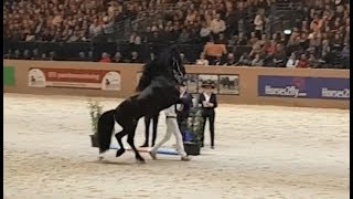 Friesian horse Markus 491 faderpaard 2018 hengstenkeuring [upl. by Aerdnaeel]