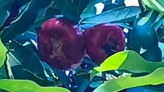 Makopa Tree or WaxWater Apple Tree Syzygium samarangense [upl. by Orimisac964]