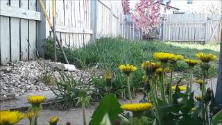 timelapse of dandelions an example of nyctinasty [upl. by Panthea]