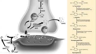 Endocrinology Lecture Series Adrenal Medulla and the Role of Catecholamines [upl. by Nref]