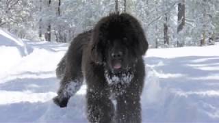 Newfoundland dog playing in the snow [upl. by Anilorak401]