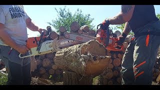 FŰRÉSZ MÁNIA STIHL MS 660 vs HUSQVARNA 339 XP [upl. by Nilhtac]