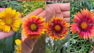 How to harvest blanket flower seeds quick and easy collect seed with petrabaye [upl. by Anelhtac714]