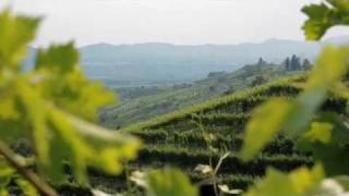 La fioritura dei vigneti Mionetto Prosecco [upl. by Ana]