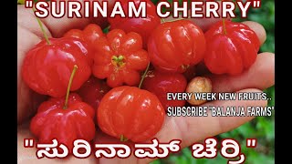 SURINAM CHERRY EUGENIA UNIFLORA CHERRY ಸುರಿನಾಮ್ ಚೆರ್ರಿ BESTFRUIT TARRACE GARDEN 91 9448067466 [upl. by Hocker160]