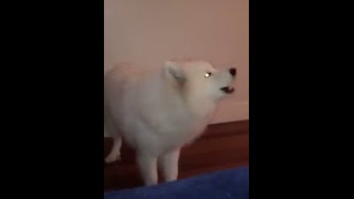 Cachorro Fofo da Raça SAMOIEDA  Uivando Igual a um Lobo [upl. by Aiclid]