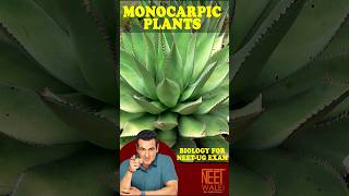 MONOCARPIC PLANTS  how many time monocarpic plants reproduce in one year  FOR NEETUG  neet [upl. by Sidoon]