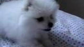 Adorable white pomeranian puppy barking [upl. by Jade]