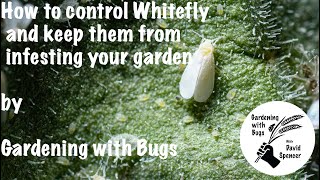 How to control Whitefly and keep them from infesting your garden [upl. by Duhl]