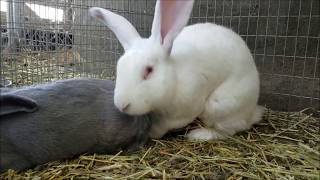 Flemish Giant Rabbit and Beveren Rabbit [upl. by Lemuelah678]