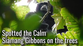 Spotted the calm Siamang Gibbons on the trees [upl. by Eisyak]