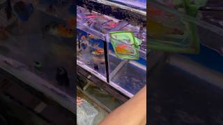 Goldfish 🐠 breading pair leliya goldfish goldfish fishbaby petsvlog aquariumpets petfish pet [upl. by Ahsilla]