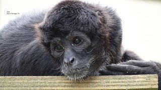 LAtèle à tête brune ou Singe araignée est lun des primates les plus menacés dextinction du monde [upl. by Asseral]