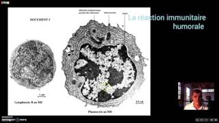 La réaction immunitaire humorale [upl. by Lissak]
