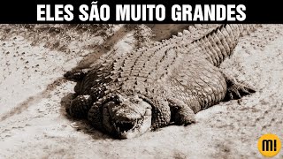 Os maiores CROCODILOS que existiram na terra É INACREDITÁVEL [upl. by Dranoc]