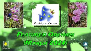 Featured Orchids March 2024 [upl. by Arlyne182]