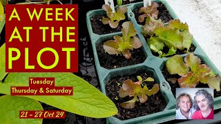 Beetroot Harvest Everlasting Sweet Peas Kew Gardens Lettuce Cuttings amp Chat AWATP 2127 Oct 24 [upl. by Oates220]