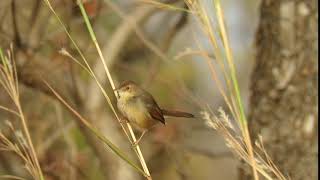 Singing Cisticola 2 [upl. by Anitsihc]