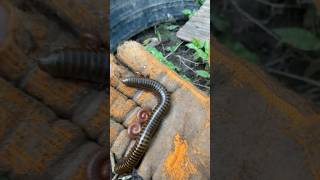 Millipede millipede centipede millipedes centipedes millipedesvscentipedes [upl. by Gauthier82]