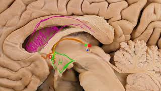 Diencéfalo epitálamo [upl. by Egroej]