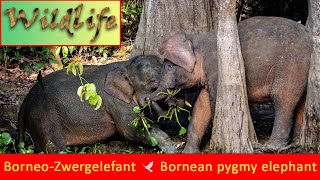 Bornean pygmy elephant Elephas maximus borneensis  BorneoZwergelefant [upl. by Mcclure]