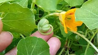 Capucines comment récolter les graines des fleurs de capucine  How to produce nasturtium seeds [upl. by Moynahan558]