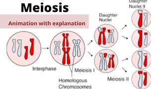 Mitosis All stages daigram l prophase metaphase Anaphase telophase l Bsc 1 semester zoology file [upl. by Stearn573]