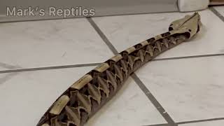 Gaboon Viper Rectilinear Locomotion [upl. by Aicitel889]