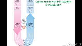 Introduction to Biochemistry  lehninger principles of biochemistry  Chapter 1 Part 2 [upl. by Norab]