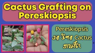 Cactus Grafting on Pereskiopsis  পেরেসকিওপসিসের উপর ক্যাকটাস গ্রাফটিং  Grow Small Cactus Bulb Fast [upl. by Corsetti353]