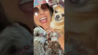 More Chickens amp Chihuahua Dancing chihuahua chihuahualovers cutepets funnypets chihuahualife [upl. by Gothurd]