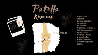 Patella knee cap Anatomy features surface amp borders wow facts Applied anatomy lovemedics [upl. by Enneiluj371]