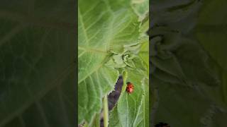 Did they STAY or fly AWAY Day 3 ladybug update bug garden youtubeshorts beautiful ladybug [upl. by Ck625]