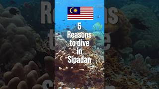 🐡🐠 5 Reasons to dive in Sipadan Island Malaysia the No 1 spot will surprise you visitmalaysia [upl. by Dyol]