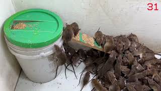 mouse trap new \ The best way to trap mice at home in the world [upl. by Ellah]