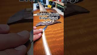 Octave Mandolin Bridge lifting [upl. by Flosser]