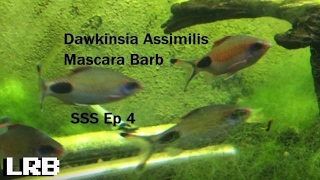 SSS Ep 4 Dawkinsia Assimilis Mascara Barbs [upl. by Ertemed877]