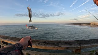 springmaid fishing pier myrtle beach 316 [upl. by Aholla]