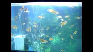 poisson rouge ponte oeufs  Hand Breeding Goldfish CLIP 04 [upl. by Auston]