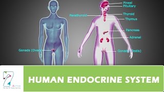 HUMAN ENDOCRINE SYSTEMPART 01 [upl. by Emarie]