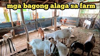 BIGLANG DAMI NG MGA KAMBINGSALAMAT SA TIWALA [upl. by Idleman]