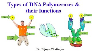 DNA Polymerase Types amp Functions [upl. by Oesile772]