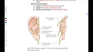 ENT010201 Anatomy of Pinna  Perichondritis [upl. by Atenik]