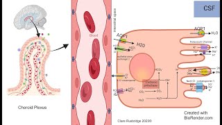 Drugs That Modulate Cerebrospinal Fluid CSF Production [upl. by Arracat]