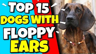 Top 15 Dogs With Floppy Ears  🐶 Cute Floppy Eared Dogs [upl. by Solahcin]