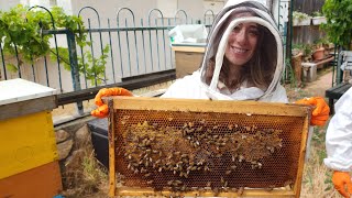 Handson Honey Harvesting [upl. by Noiro]