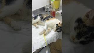 Panleukopenia in cats cat vetlovers kitten vetlove catlover petvet vet кошки [upl. by Compte]