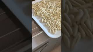 I cavatelli della domenica fatti in casa cavatelli pastafattaincasa [upl. by Iatnwahs881]