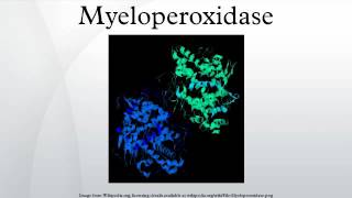 Myeloperoxidase [upl. by Sethi938]