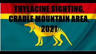 Thylacine sighting Cradle Mountain area Tasmania 2021 [upl. by Etnuahs]